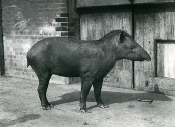 A Brazilian or South American Tapir at London Zoo, September 1922